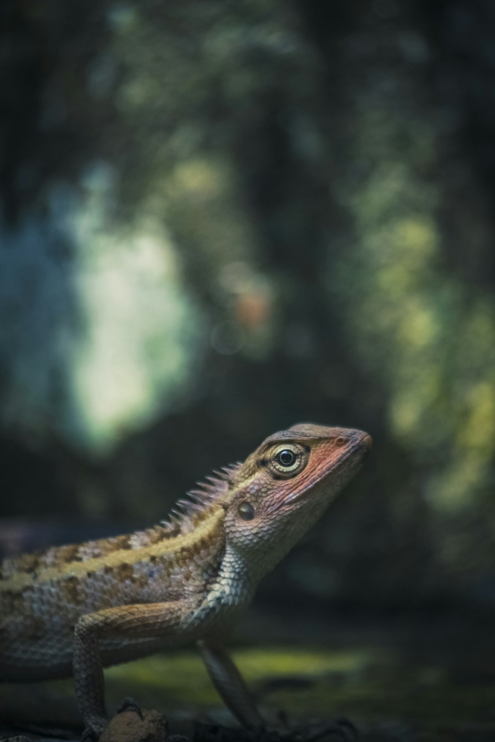 a close up of a lizard on the ground