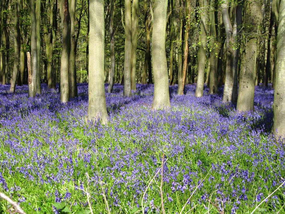 a forest filled with lots of blue flowers