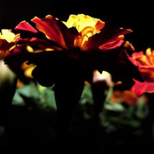 Close-up of bold marigold and charcoal branding materials arranged artfully on a textured surface.