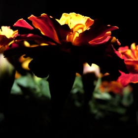Close-up of bold marigold and charcoal branding materials arranged artfully on a textured surface.