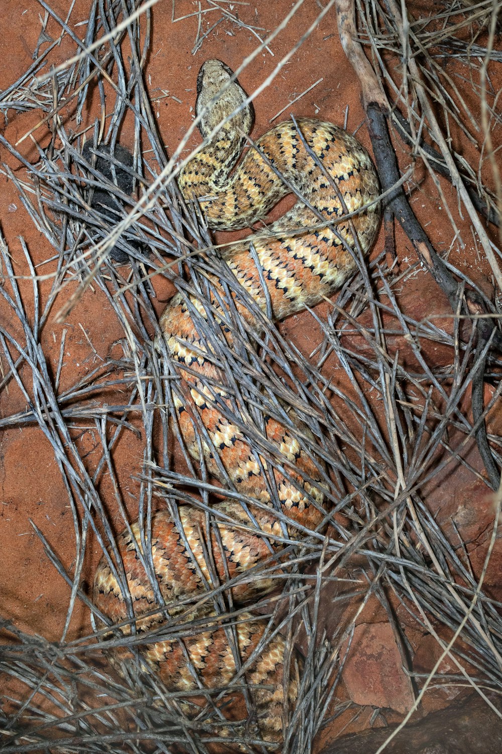 a snake that is laying down in the grass