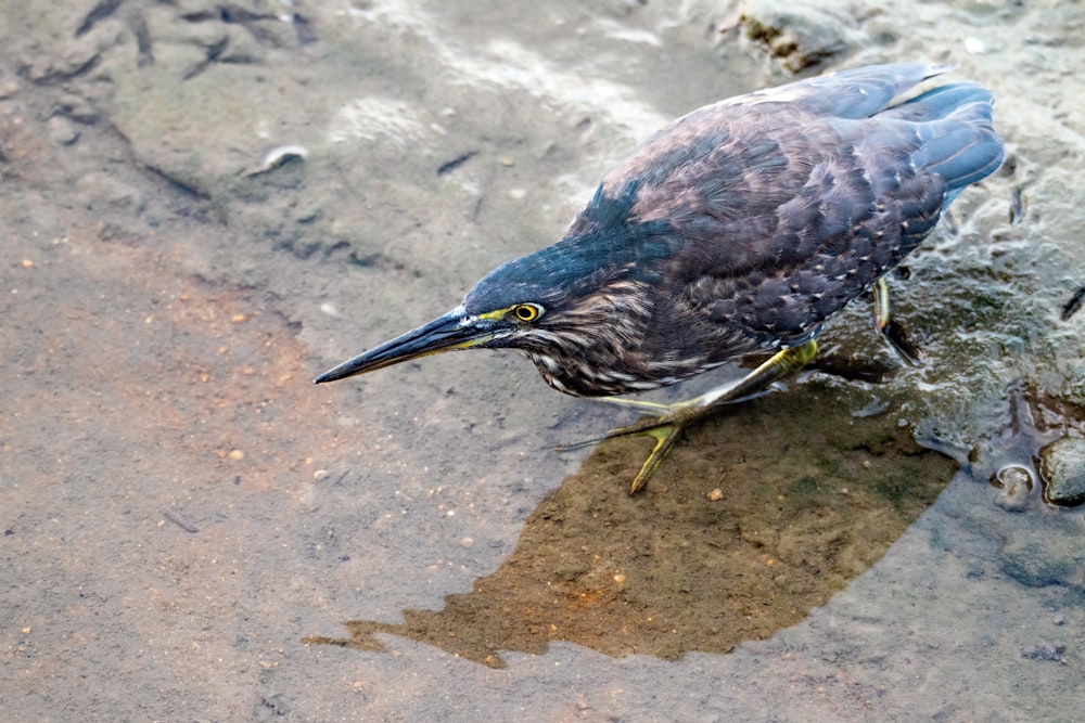 a bird is standing on a rock in the water