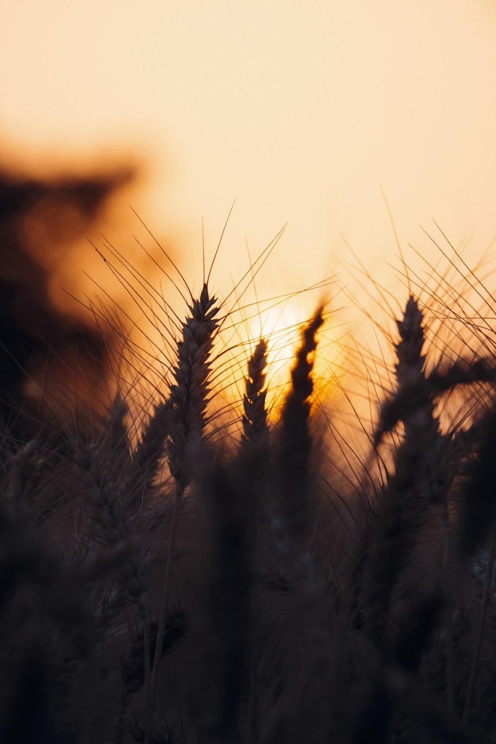 the sun is setting over a field of wheat