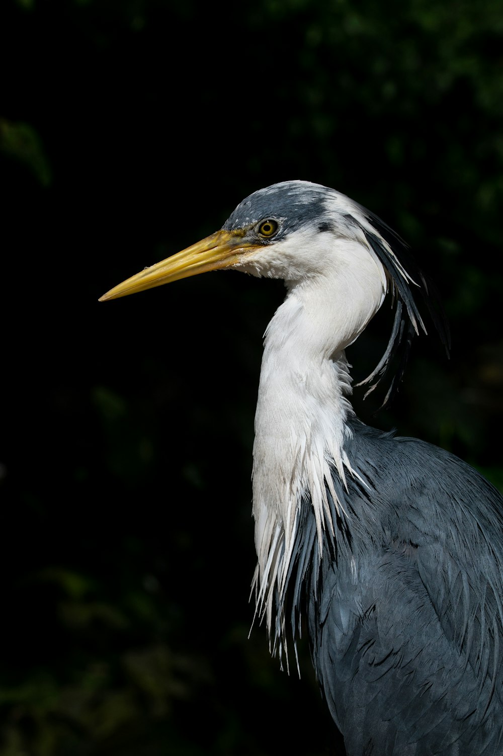 Un primo piano di un uccello con un collo lungo