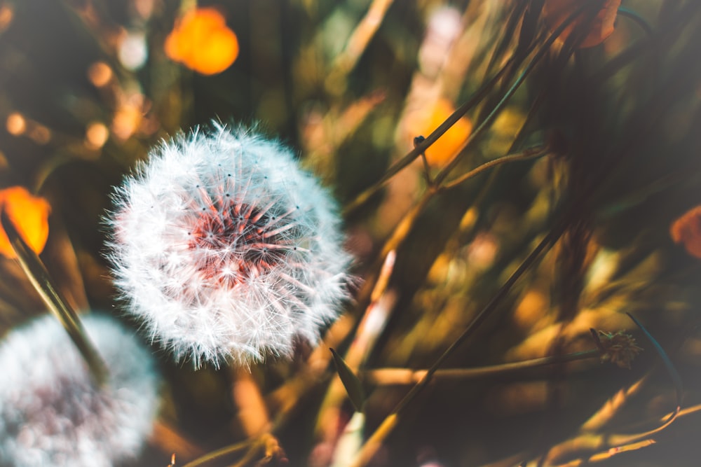 a close up of a dandelion in a field