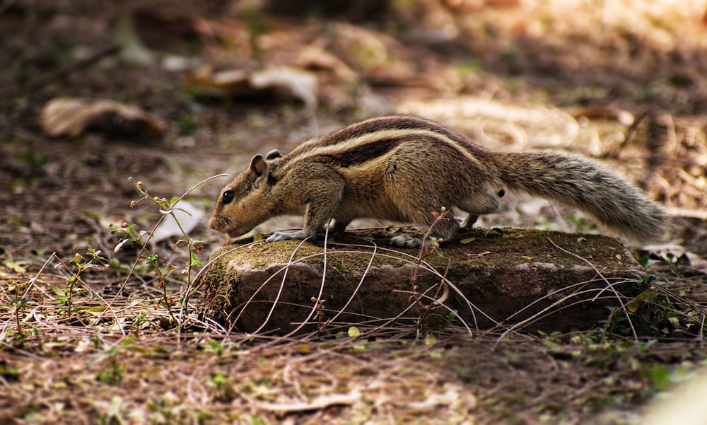 a small squirrel is standing on a rock