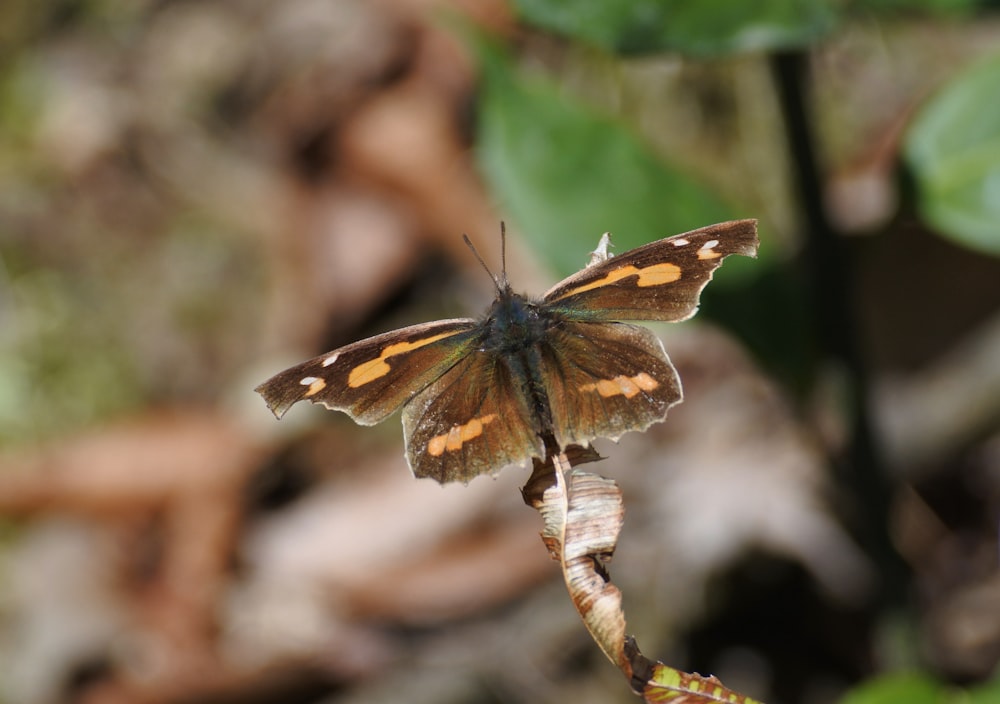 ein kleiner brauner und orangefarbener Schmetterling, der auf einer Pflanze sitzt