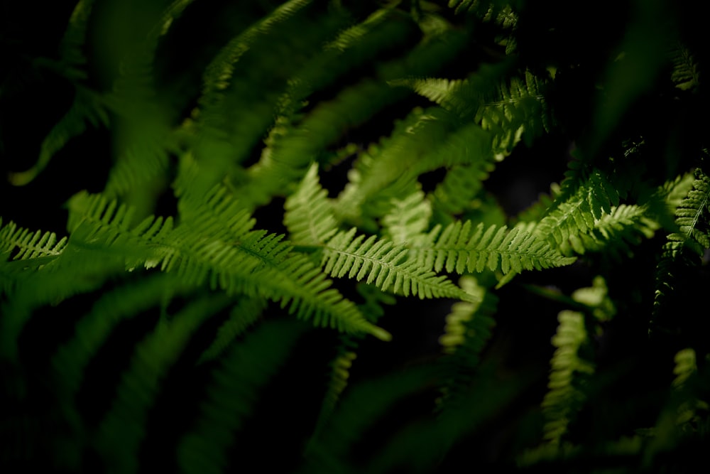 a close up of a green plant with lots of leaves