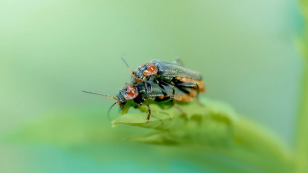 two bugs sitting on top of a green leaf