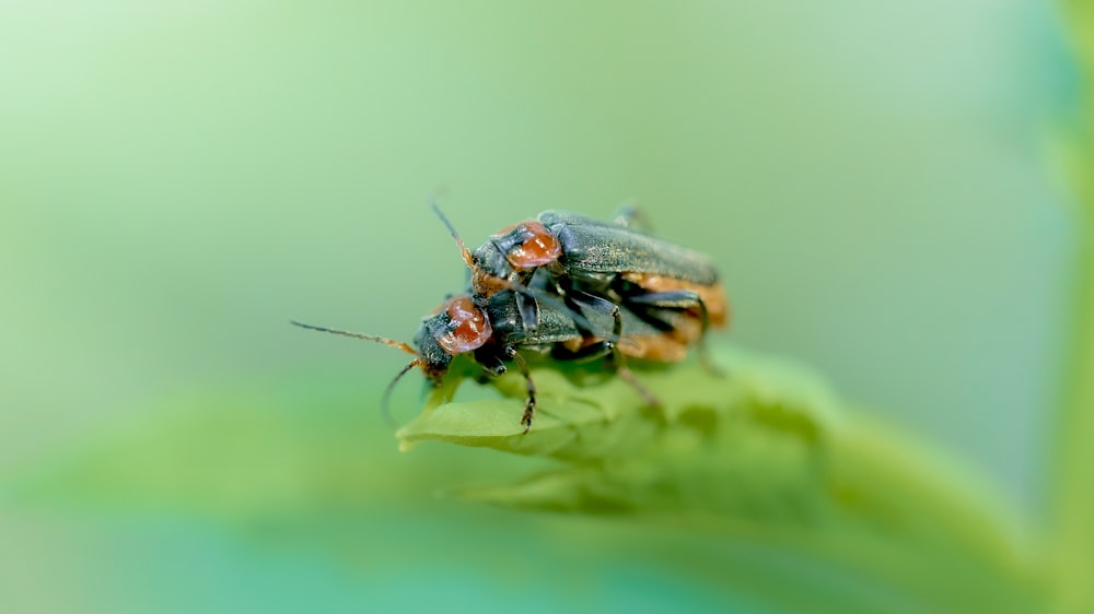two bugs sitting on top of a green leaf