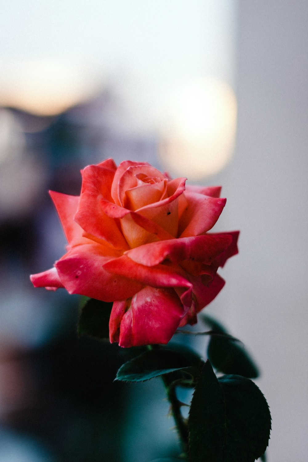 a red rose with water droplets on it