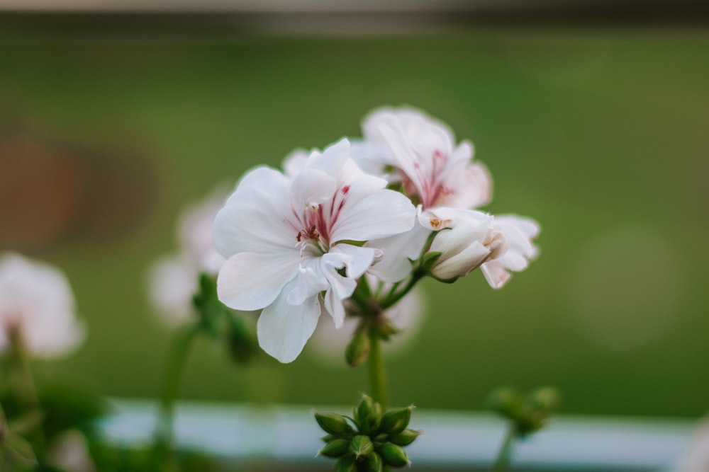 a close up of some white flowers in a vase