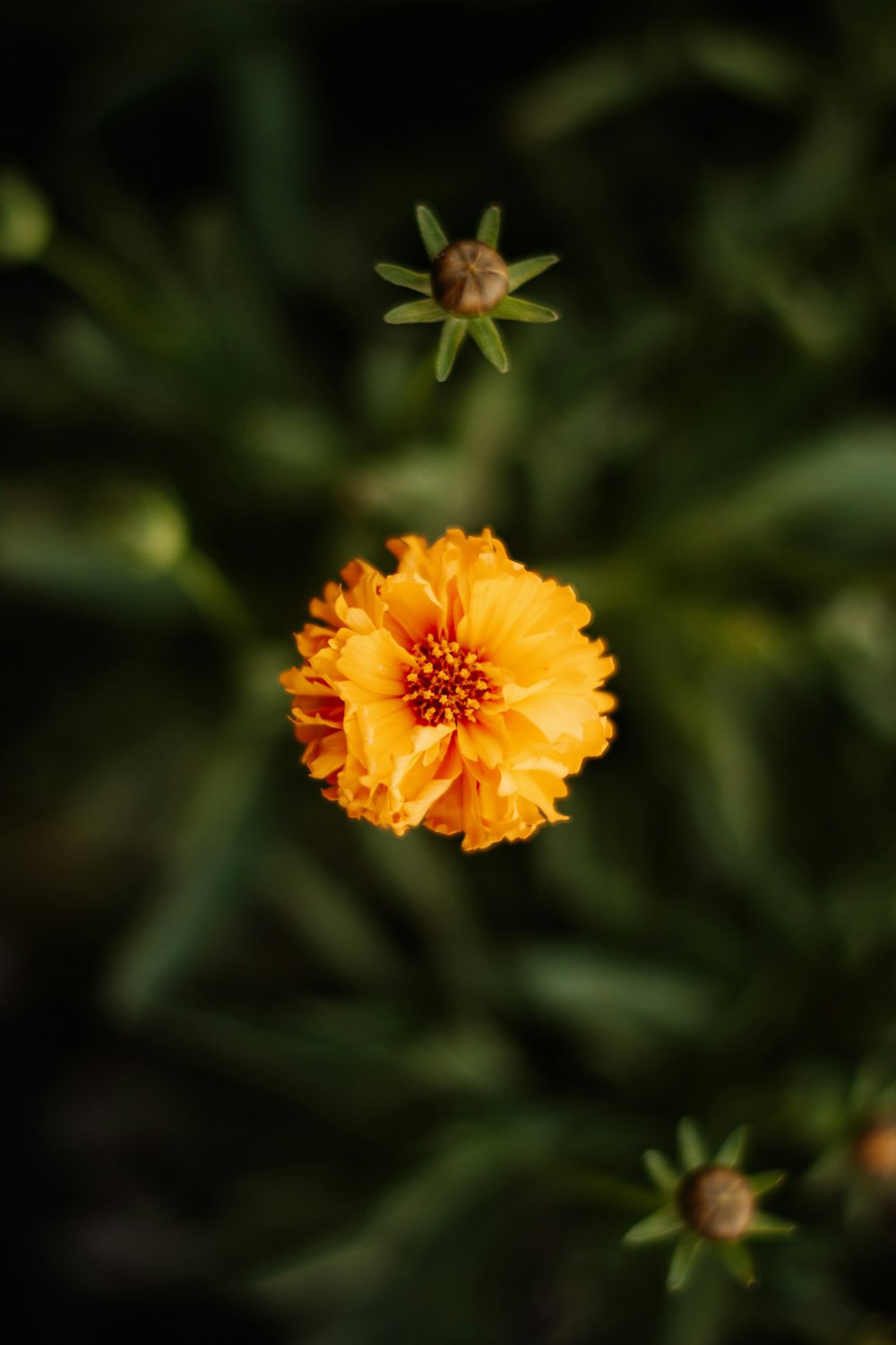 a close up of a yellow flower on a plant