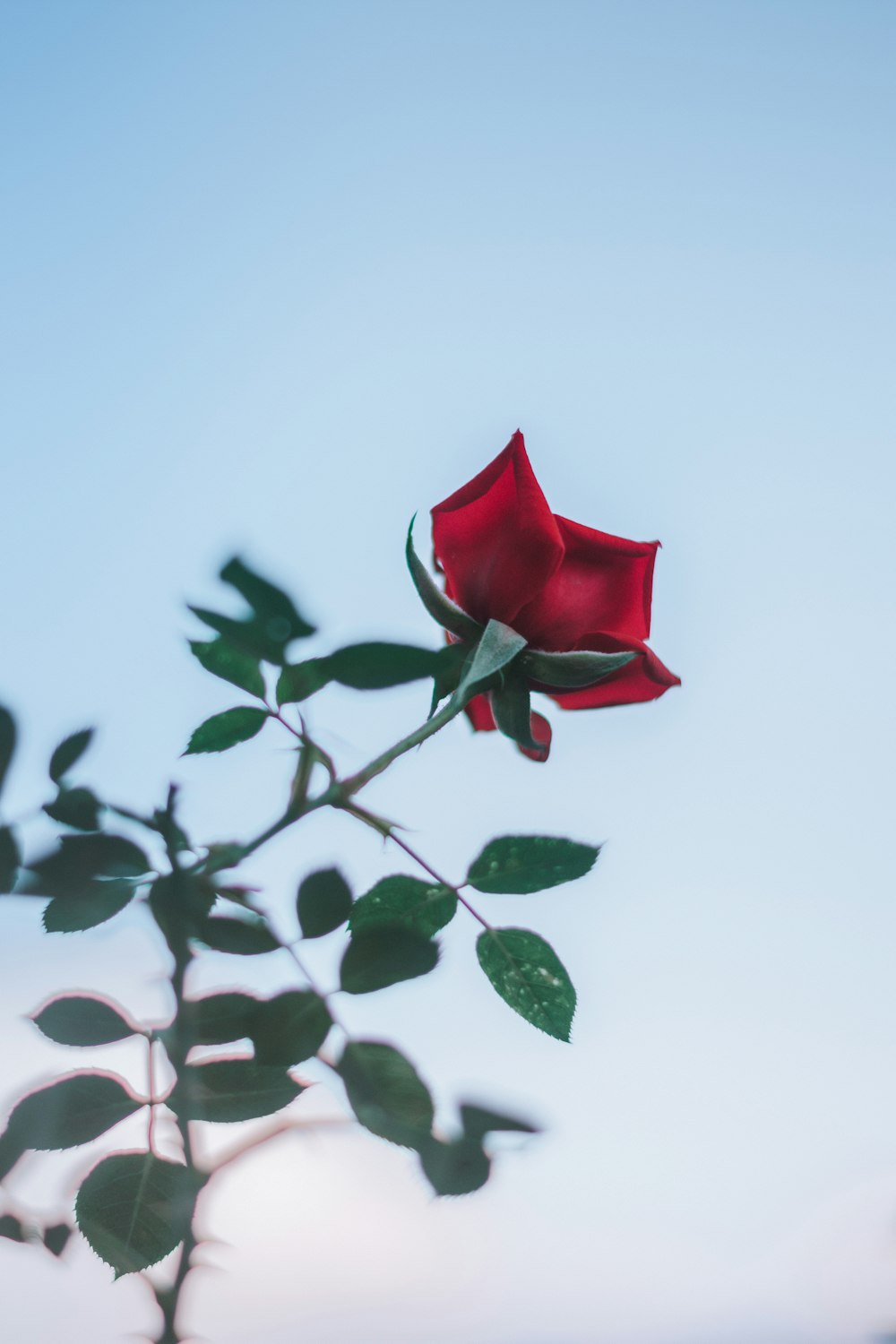 a single red rose sitting on top of a branch