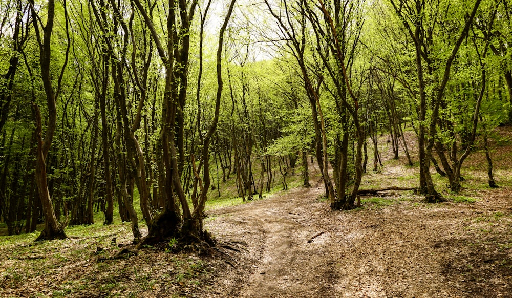 a dirt path in the middle of a forest