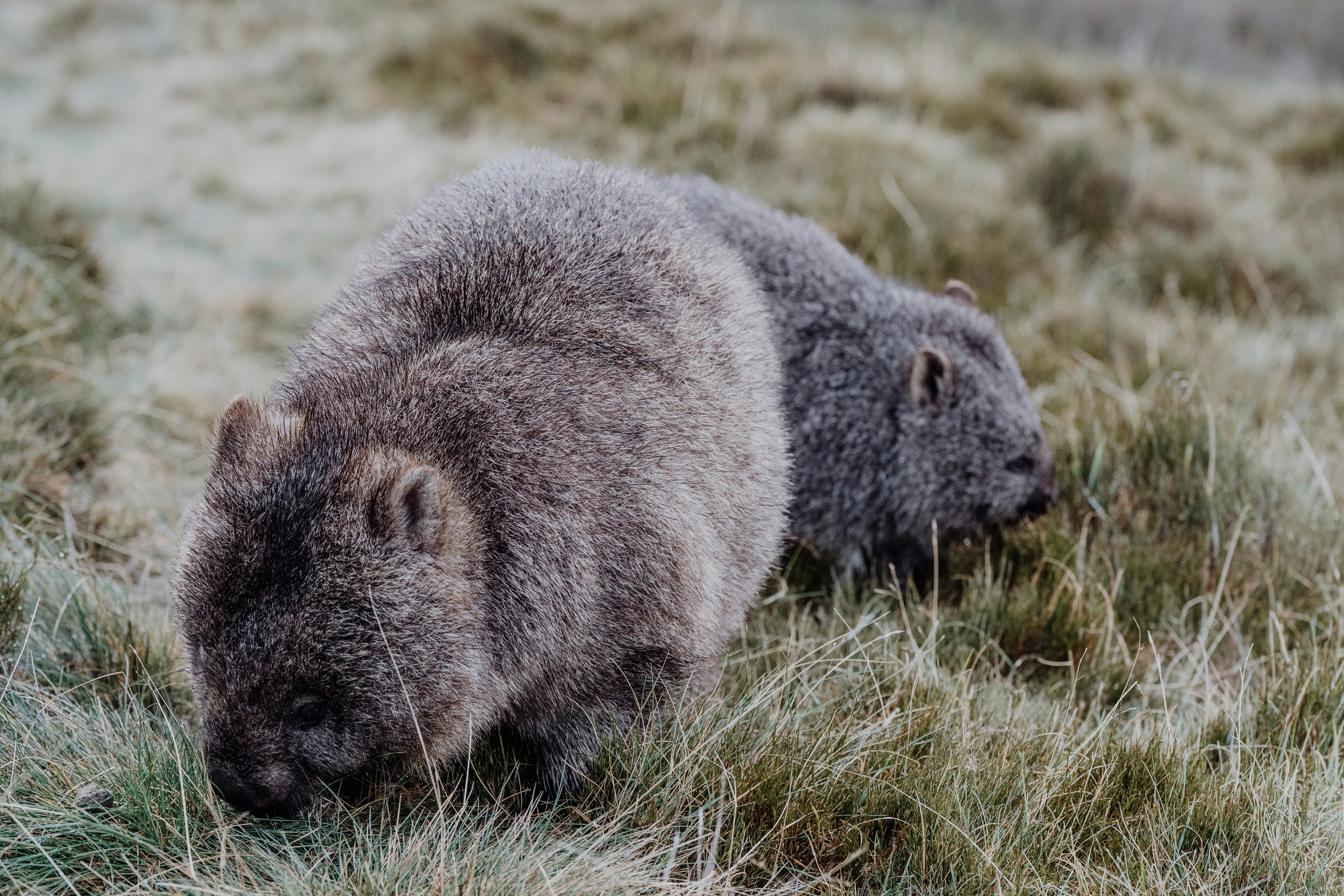 Photo by joshwithers