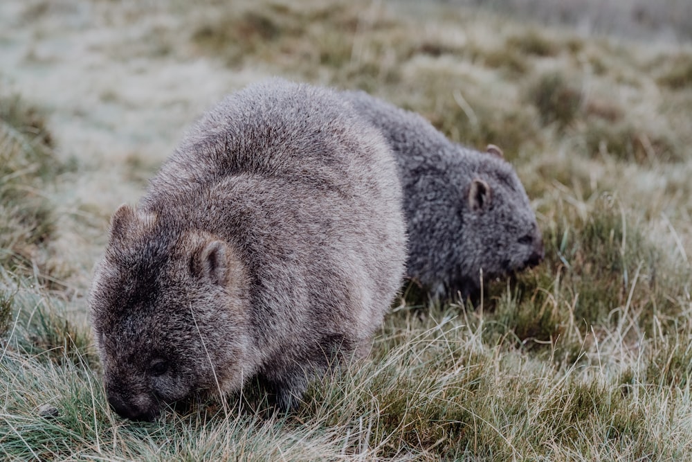 a couple of bears walking across a grass covered field