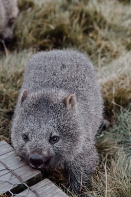 A furry animal with a round face and small eyes is standing on a patch of grass next to a wooden platform with wire mesh. The animal has a dense grey coat and seems to be sniffing or investigating its surroundings.