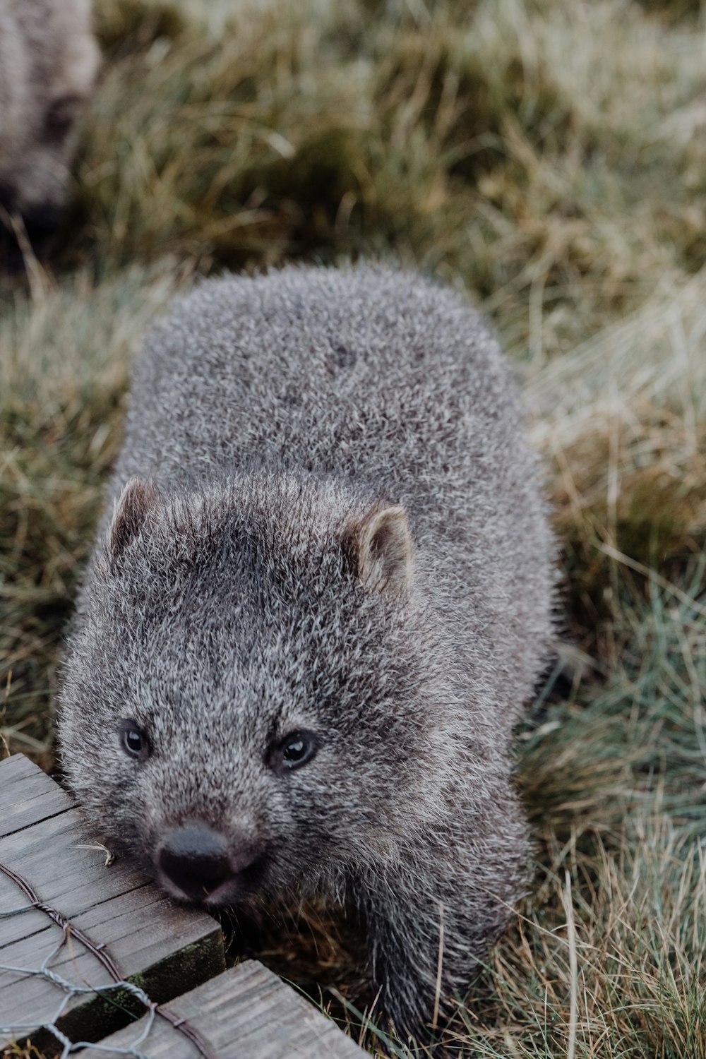 gray rodent on green grass during daytime