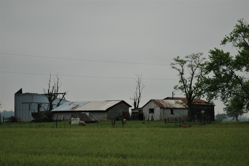 Cassia