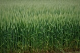 A lush, green field of wheat plants with tall stalks and heads that are nearly ready for harvest, growing densely together.