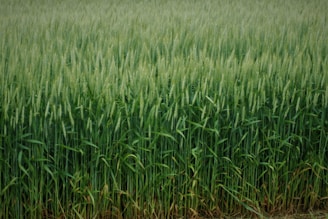 A vibrant field of wheat ready for harvest.