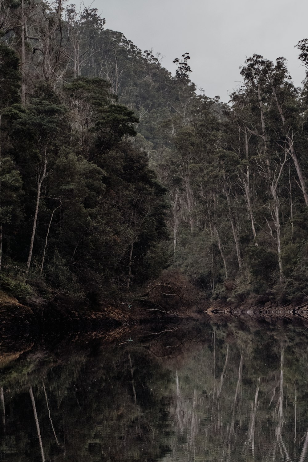 a body of water surrounded by trees on a cloudy day