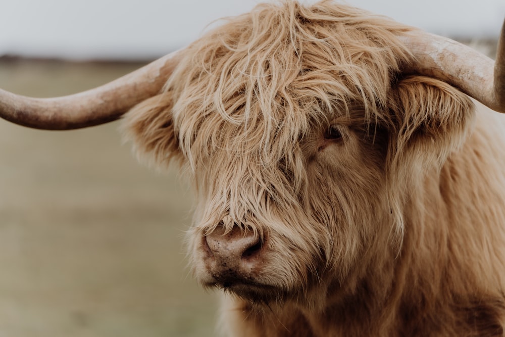 brown cow on green grass field during daytime