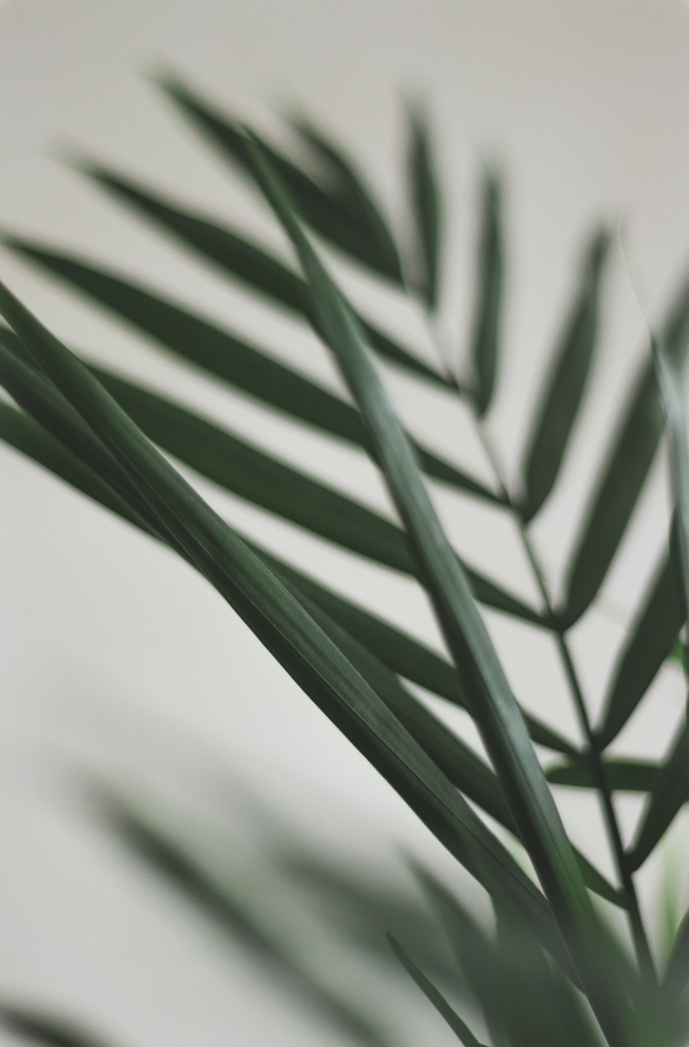 green leaf plant in close up photography