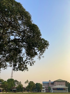 A large tree with dense, dark green foliage occupies the left side of the image. In the background, a clear blue sky transitions into a hazy horizon. Below the tree, several buildings can be seen, surrounded by more trees and open green spaces. The architecture of the buildings includes peaked roofs and a multi-story design. The setting suggests a peaceful, natural environment, possibly a campus or residential area.