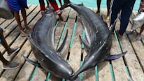 Two large fish, possibly swordfish or marlins, are lying on a wooden dock surrounded by several people. The fish are dark and shiny, with long bodies and pointed snouts. People wearing casual clothing and footwear can be seen, suggesting an informal or fishing-related setting.
