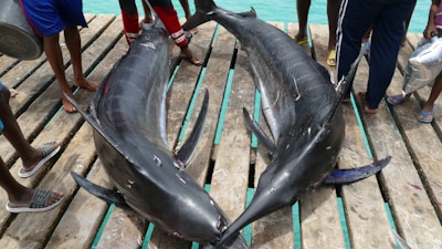 Two large fish, possibly swordfish or marlins, are lying on a wooden dock surrounded by several people. The fish are dark and shiny, with long bodies and pointed snouts. People wearing casual clothing and footwear can be seen, suggesting an informal or fishing-related setting.
