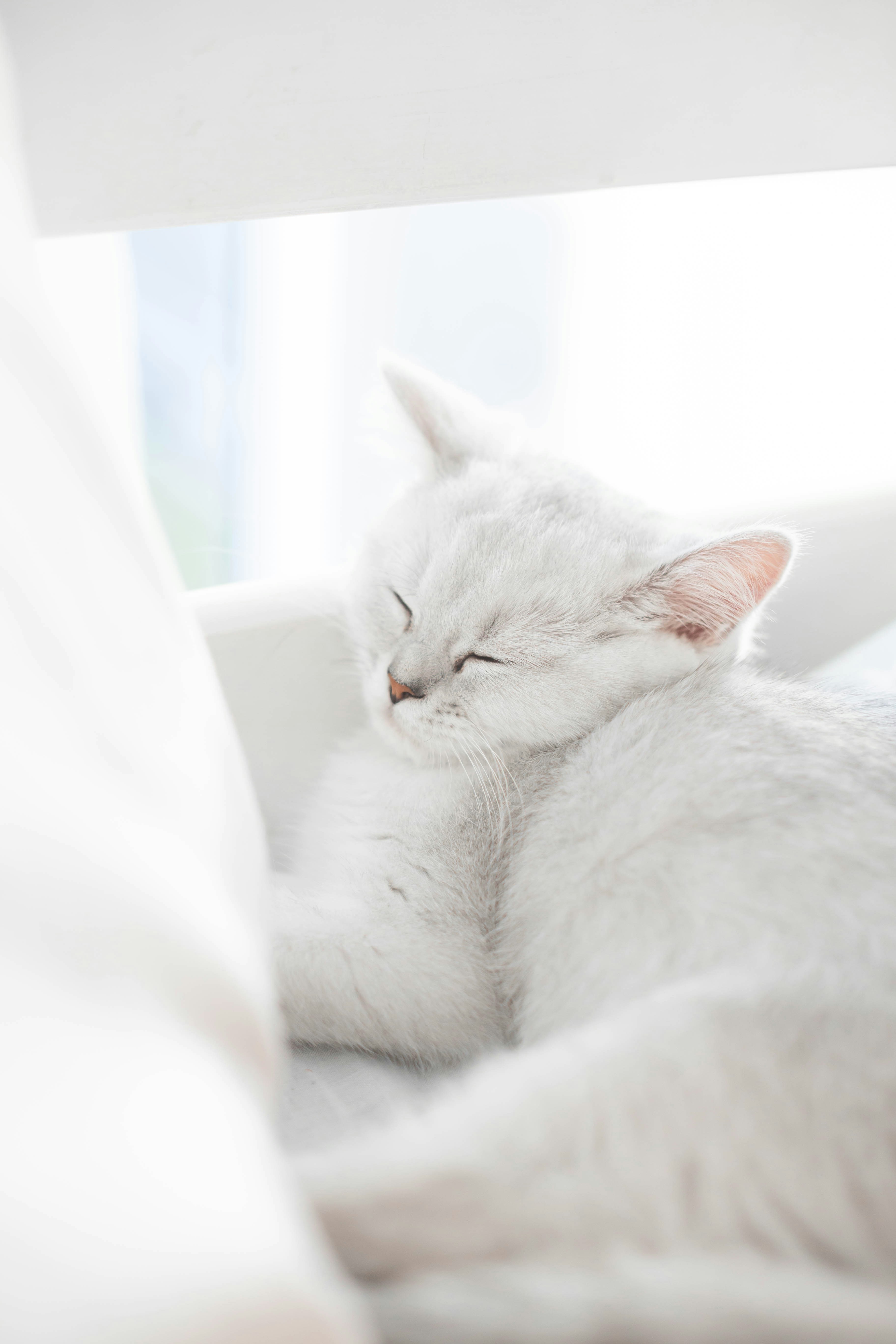 a white cat sleeping on top of a bed
