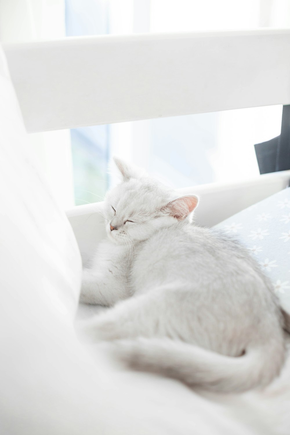 white cat lying on white table