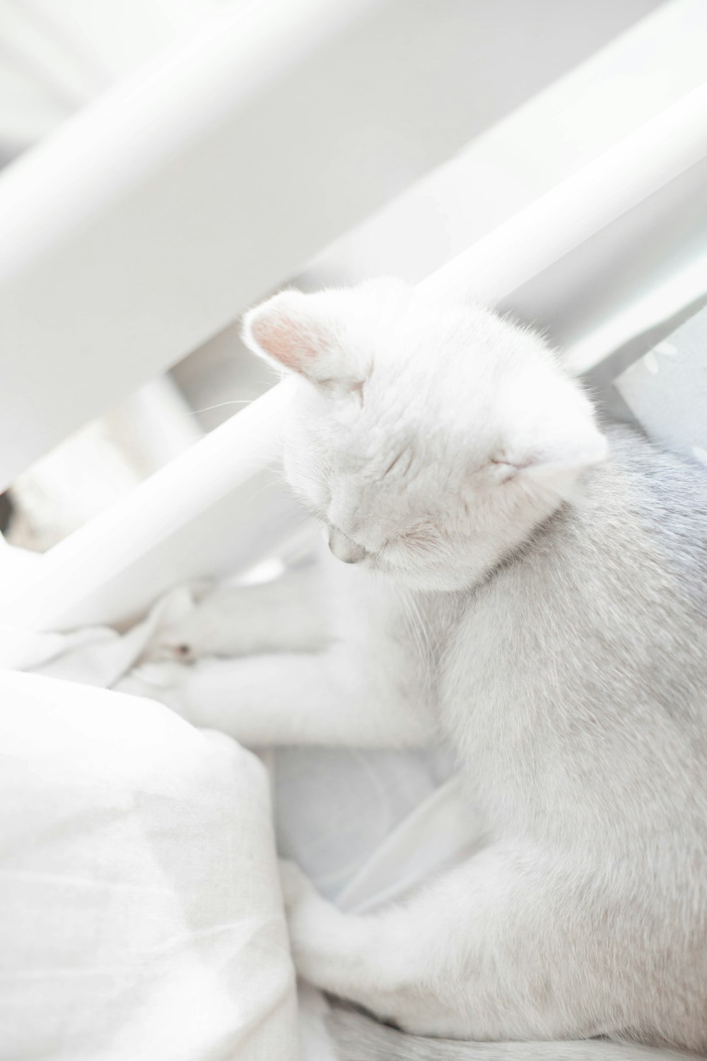 a white cat sitting on top of a white bed