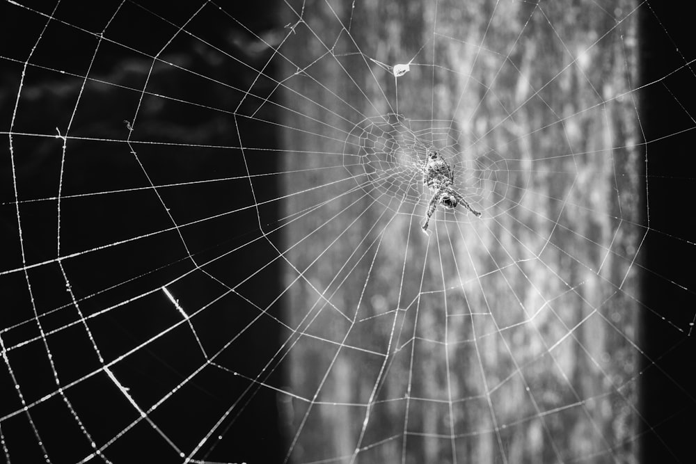 a spider web with water droplets on it