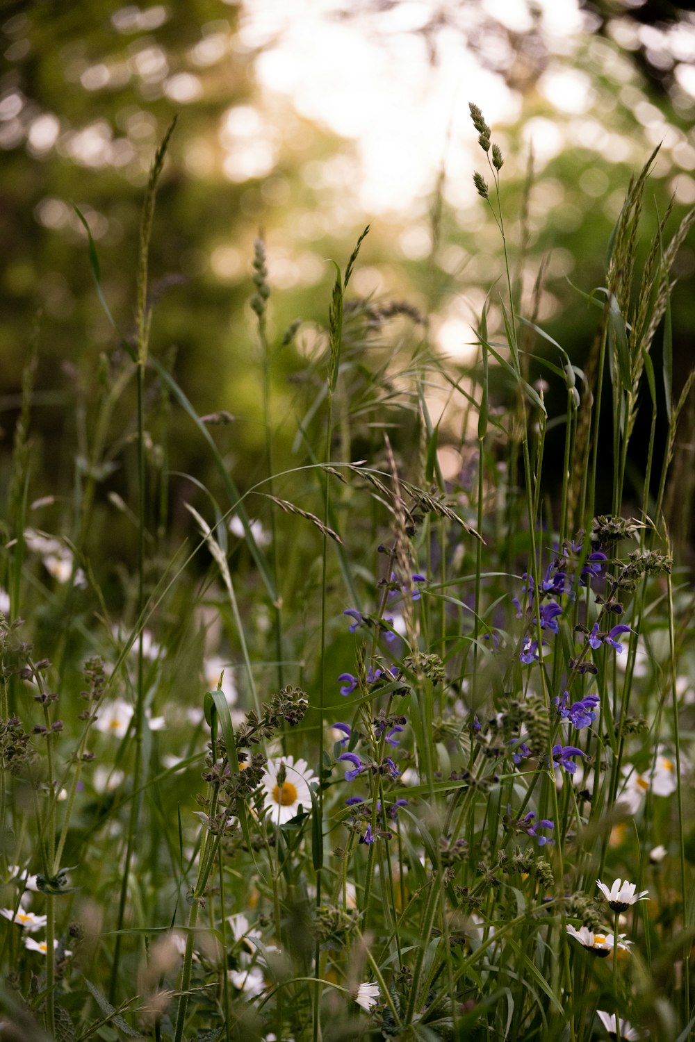 a bunch of flowers that are in the grass