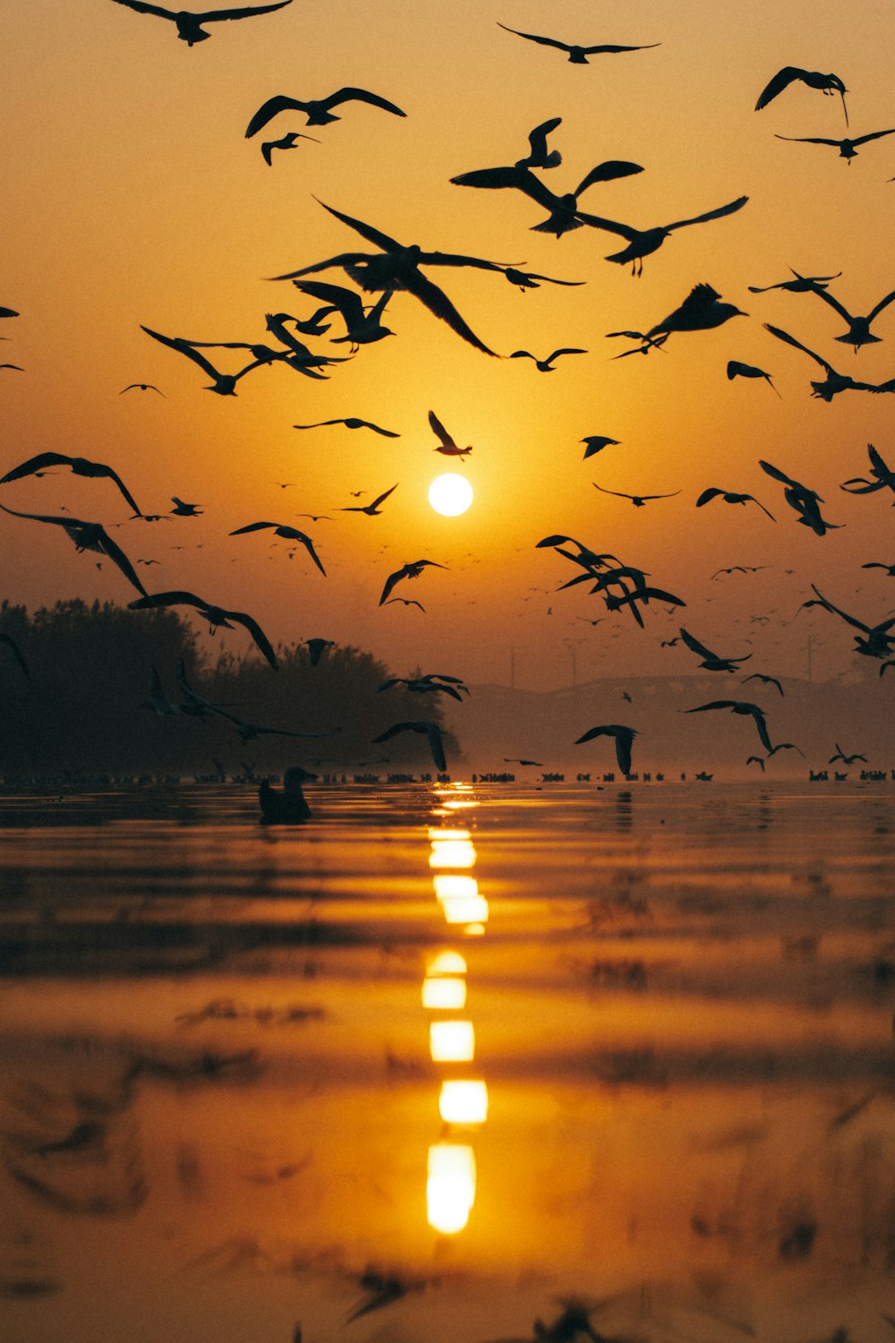 a flock of birds flying over a body of water