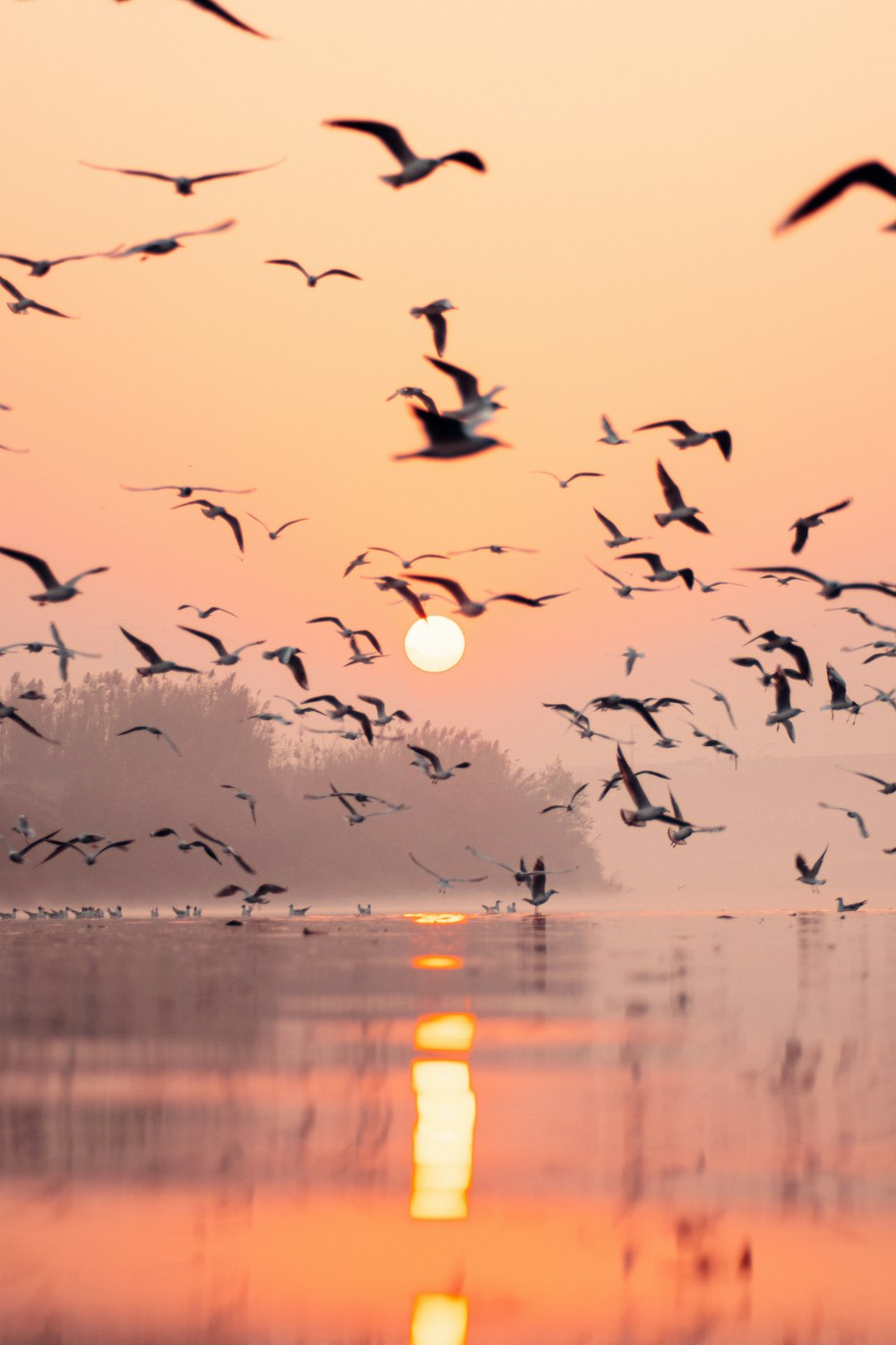 a flock of birds flying over a body of water