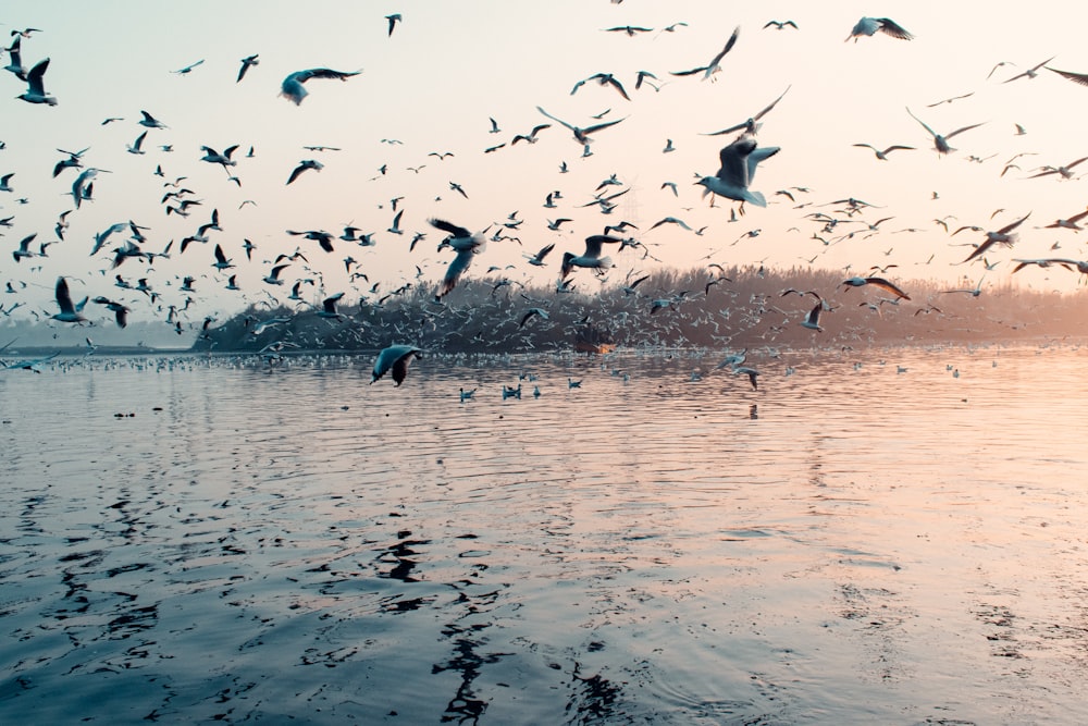 a flock of birds flying over a body of water