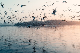 Yamuna river
