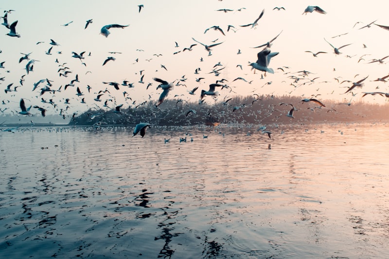 Ganga vs Yamuna