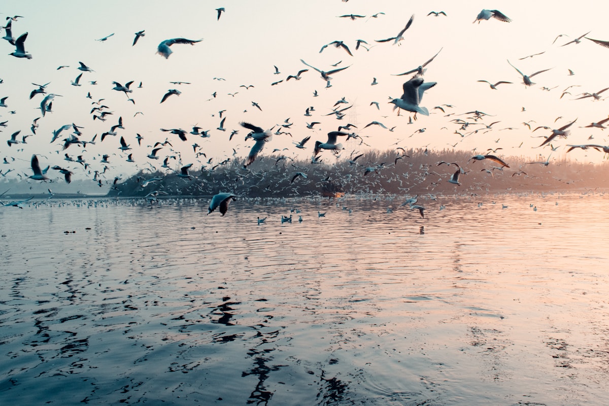 Birds over the Yamuna river