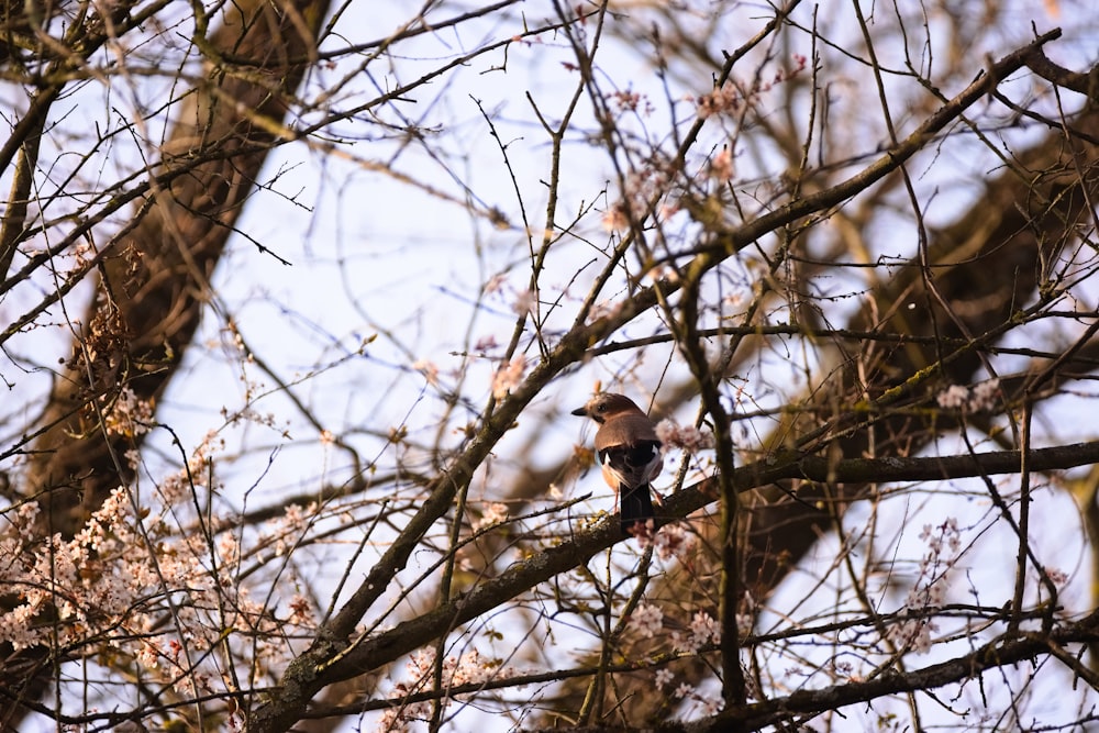 a bird sitting on a branch of a tree