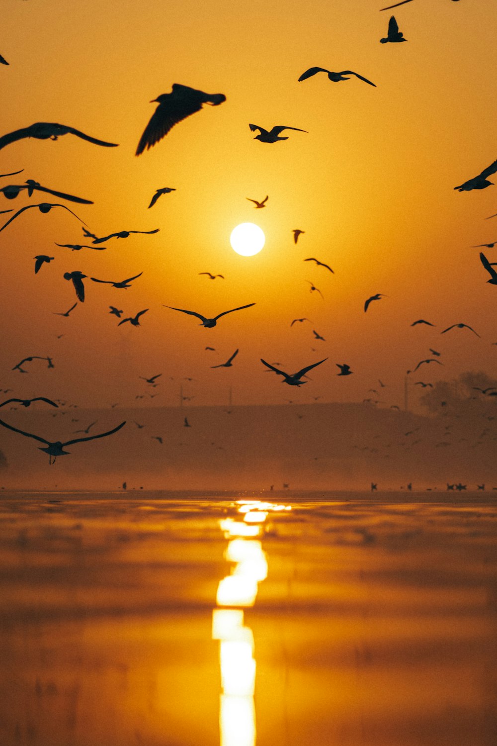 a flock of birds flying over a body of water