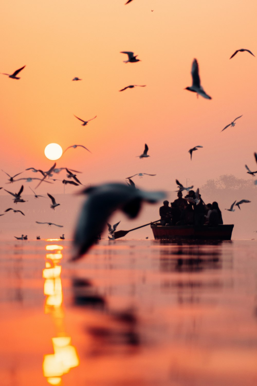 una bandada de pájaros volando sobre un cuerpo de agua