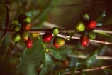A close-up view of a coffee plant branch, featuring several ripe and unripe coffee cherries. The berries range in color from green to deep red. The leaves are glossy and dark green, and the background is softly blurred, giving a natural and organic feel.