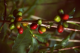 A close-up view of a coffee plant branch, featuring several ripe and unripe coffee cherries. The berries range in color from green to deep red. The leaves are glossy and dark green, and the background is softly blurred, giving a natural and organic feel.