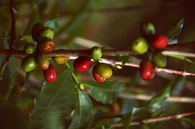 A close-up view of a coffee plant branch, featuring several ripe and unripe coffee cherries. The berries range in color from green to deep red. The leaves are glossy and dark green, and the background is softly blurred, giving a natural and organic feel.