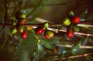 A close-up view of a coffee plant branch, featuring several ripe and unripe coffee cherries. The berries range in color from green to deep red. The leaves are glossy and dark green, and the background is softly blurred, giving a natural and organic feel.
